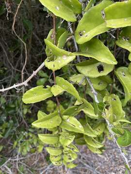 Image of Venezuelan treebine