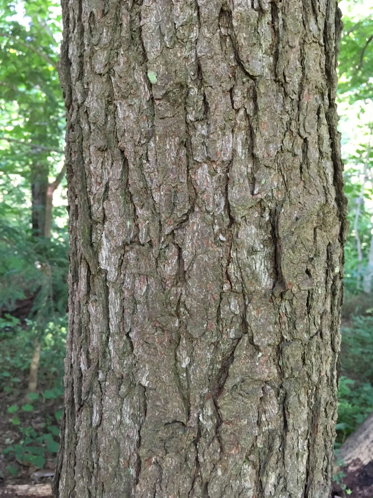 Image of Carolina Hemlock