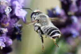 Image of Bee