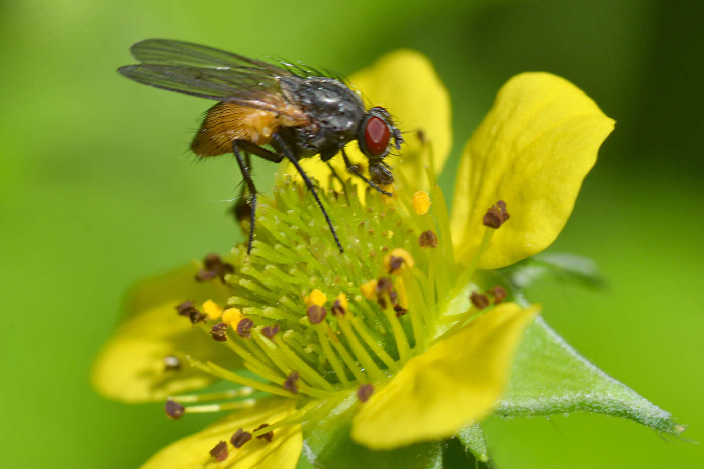 Sivun Thricops semicinereus (Wiedemann 1817) kuva