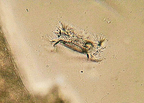 Image of Trichodina pediculus