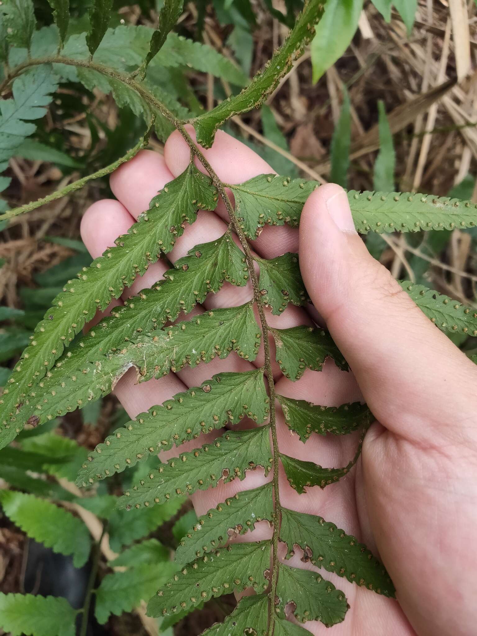 Image of Microlepia bipinnata (Mak.) Shimura