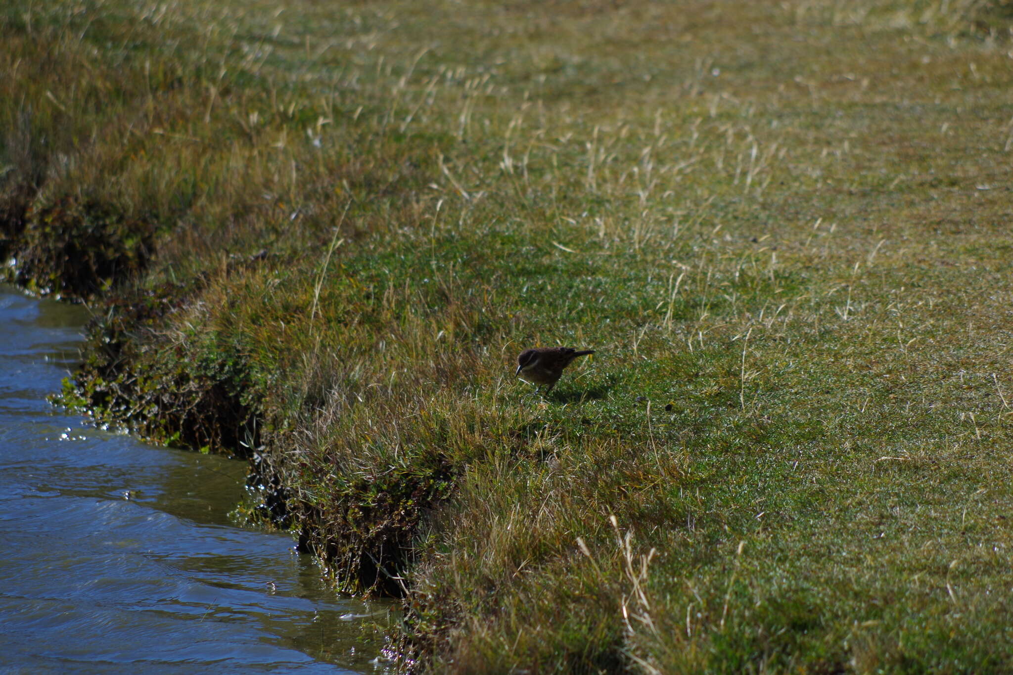 Image of Stout-billed Cinclodes