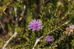 Image de Melaleuca squamea Labill.