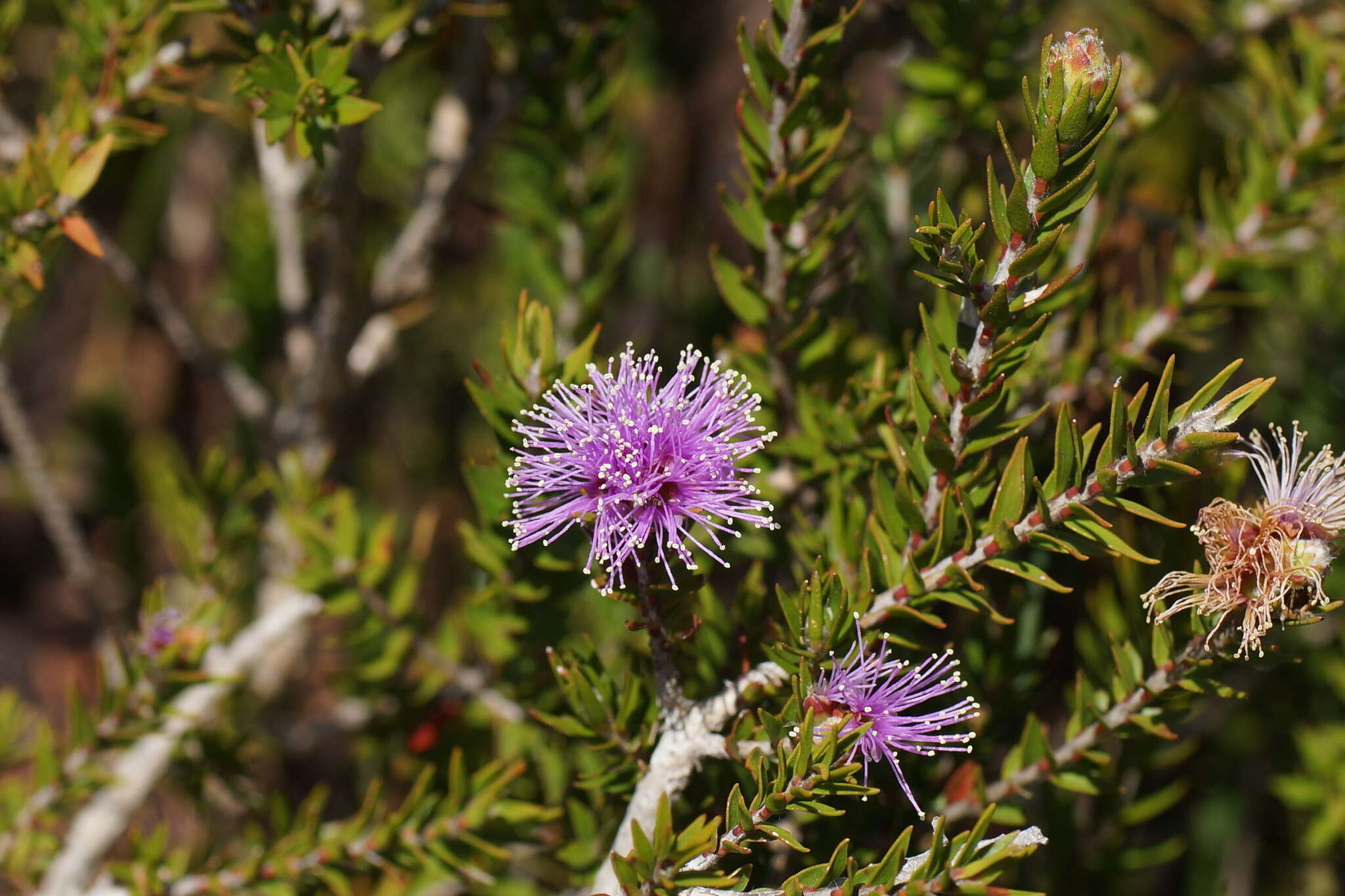 Imagem de Melaleuca squamea Labill.