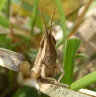 Plancia ëd Platypternodes brevipes (Stål 1876)