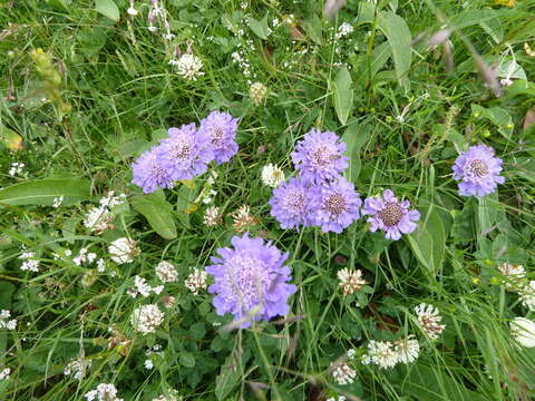 Imagem de Scabiosa lucida Vill.