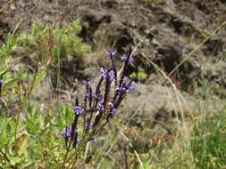 Image of Lavandula canariensis (L.) Mill.