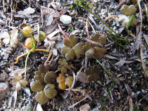 Image of Hydrocotyle sulcata C. J. Webb & P. N. Johnson