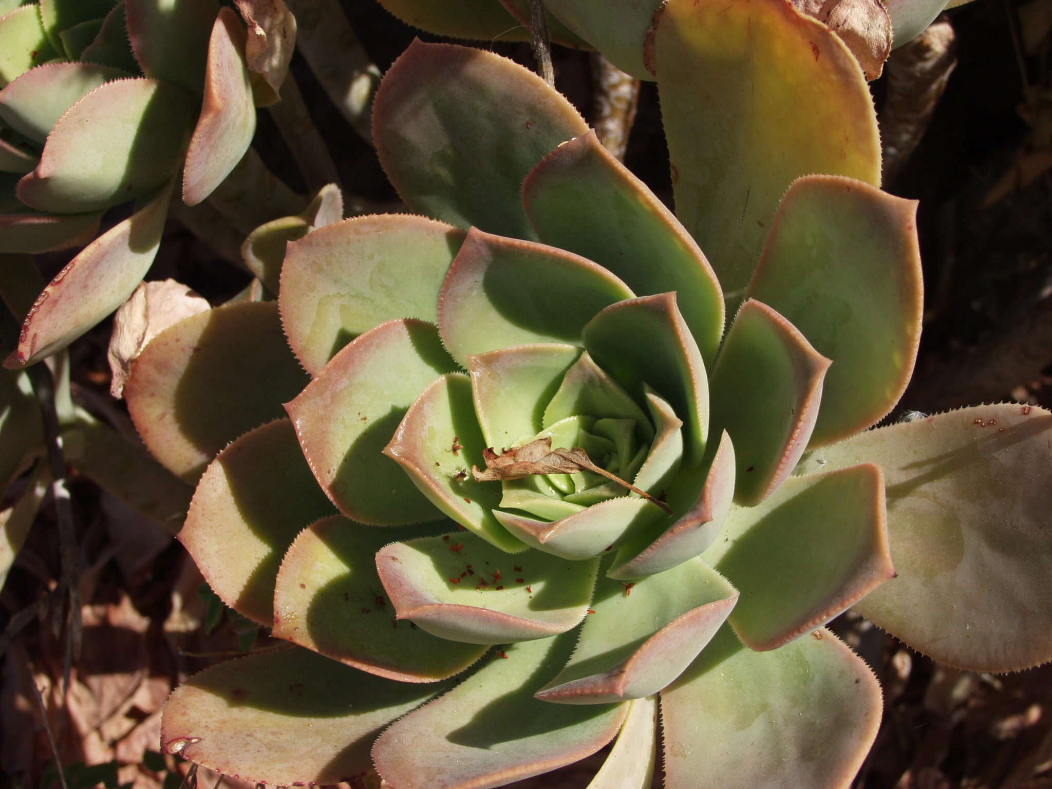 Image of Aeonium hierrense (Murr.) J. Pitard & L. Proust