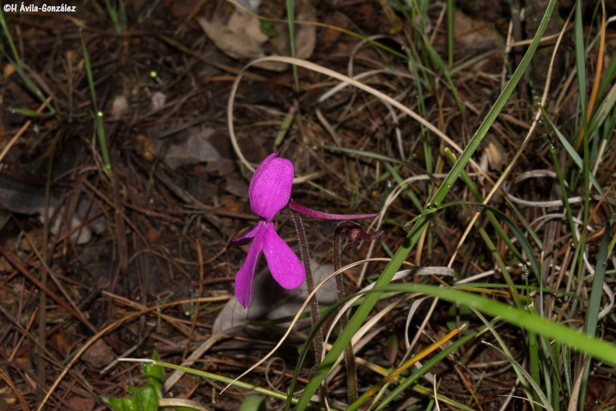 Pinguicula oblongiloba A. DC.的圖片