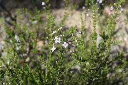 Image of Zieria aspalathoides A. Cunn. ex Benth.