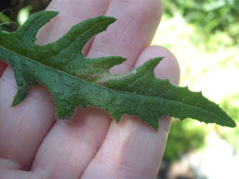 صورة Stigmella ogygia (Meyrick 1889) Dugdale 1988