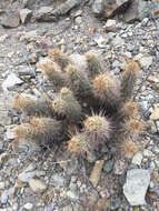 Image of Engelmann's hedgehog cactus