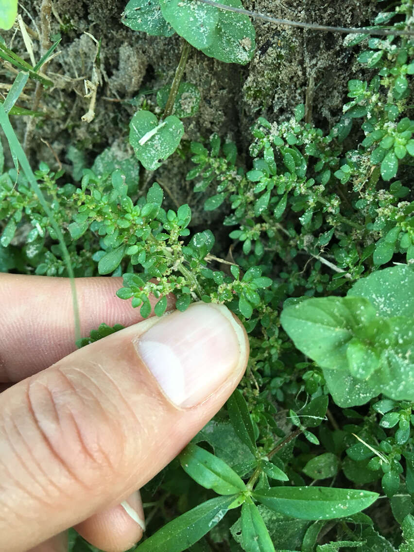 Plancia ëd Pilea microphylla (L.) Liebm.