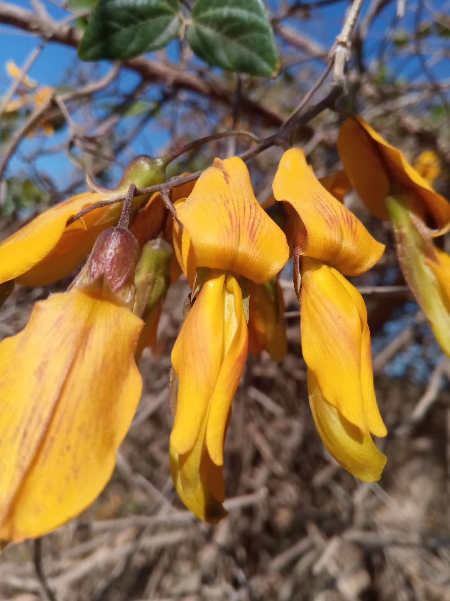 Plancia ëd Rhynchosia baukea Du Puy & Labat