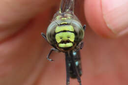 Image of bog hawker