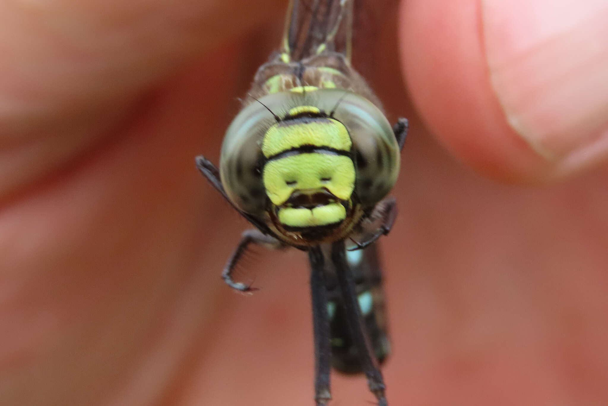 Image of bog hawker