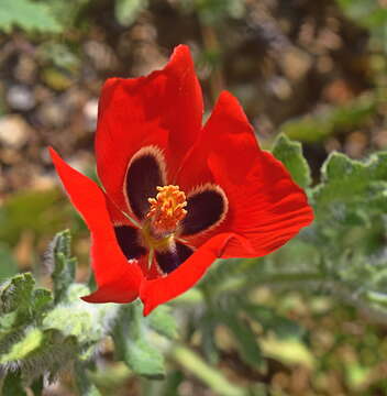 Image of blackspot hornpoppy