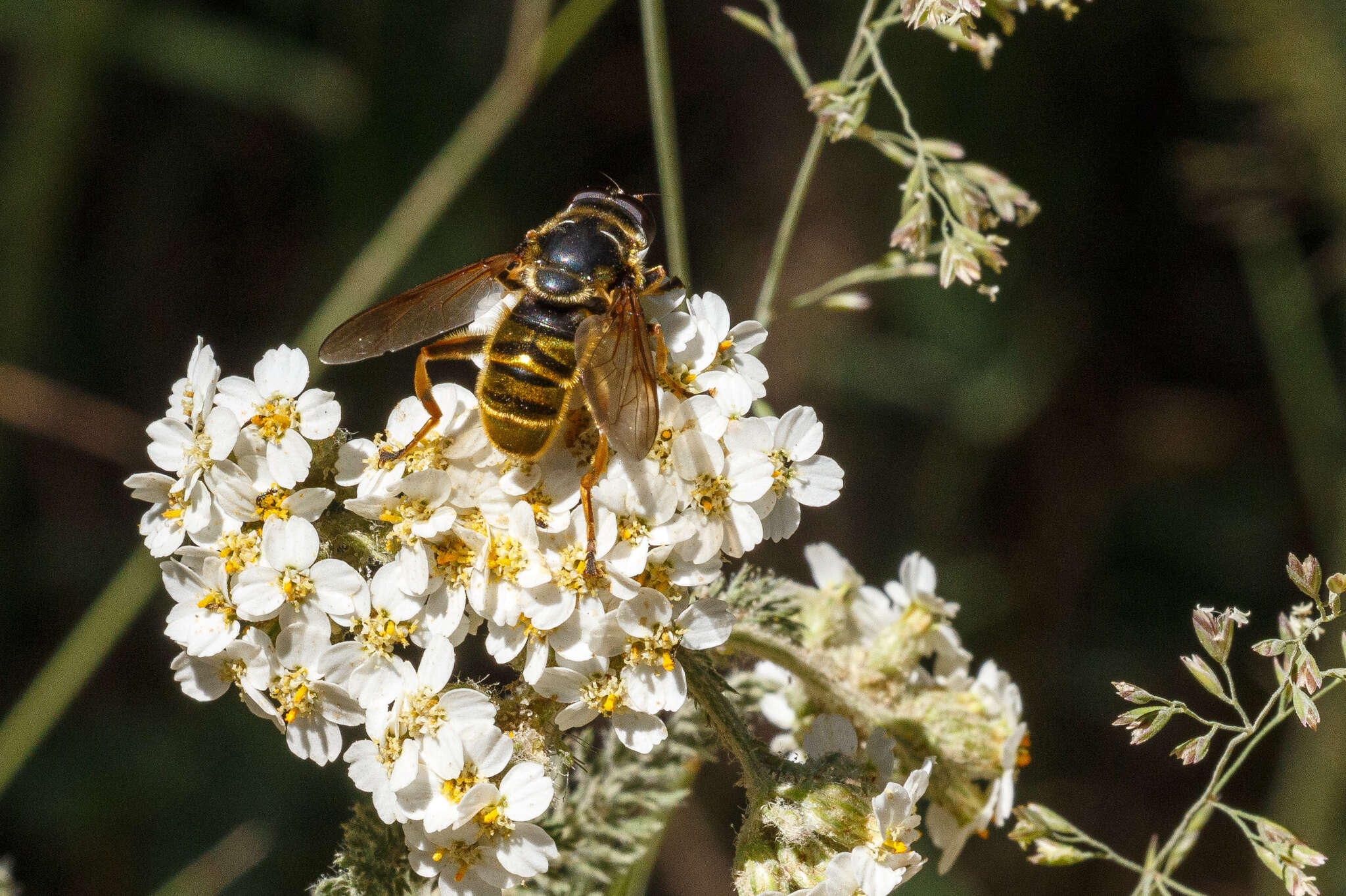 Imagem de Hadromyia pulchra (Williston 1882)