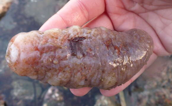 Image of Orange Sea Cucumber