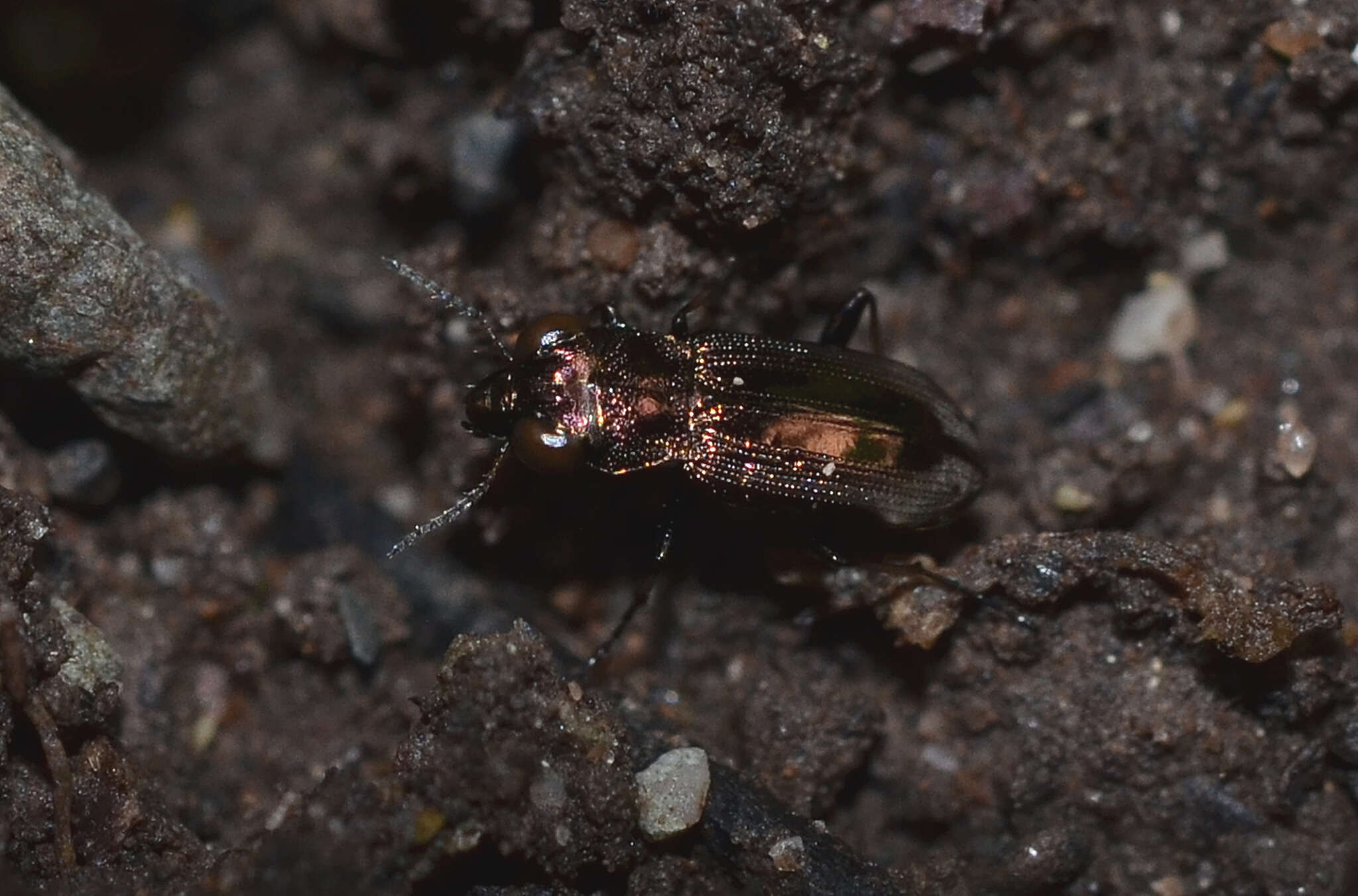 Image of Big-Eyed Bronze Beetle