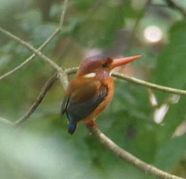 Image of Sulawesi Dwarf-kingfisher