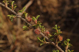 Image of Kotschya strigosa (Benth.) Dewit & P. A. Duvign.