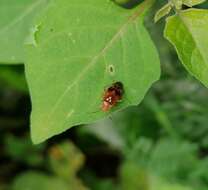 Image de Lygus pratensis (Linnaeus 1758)