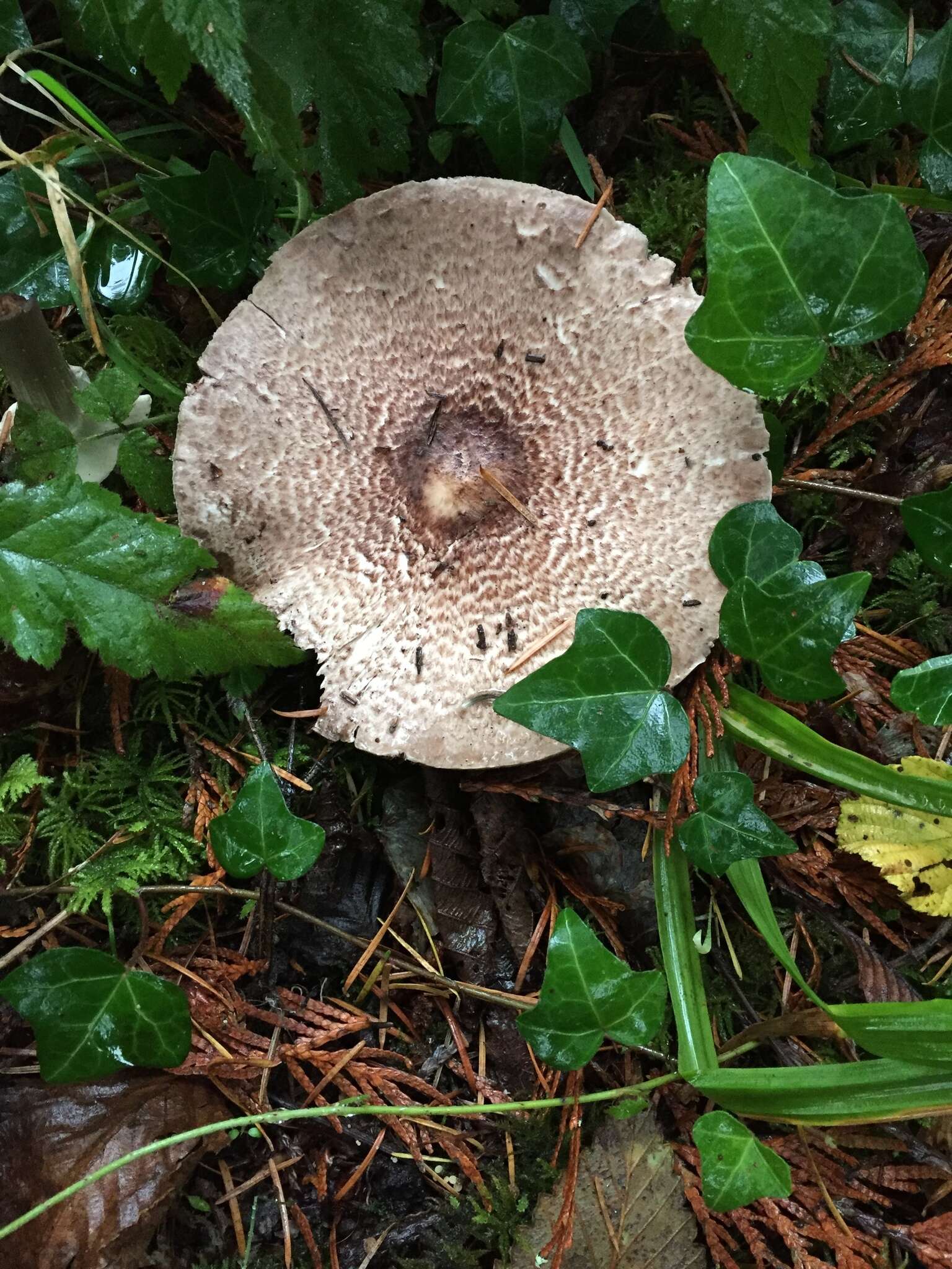 Agaricus subrutilescens (Kauffman) Hotson & D. E. Stuntz 1938 resmi