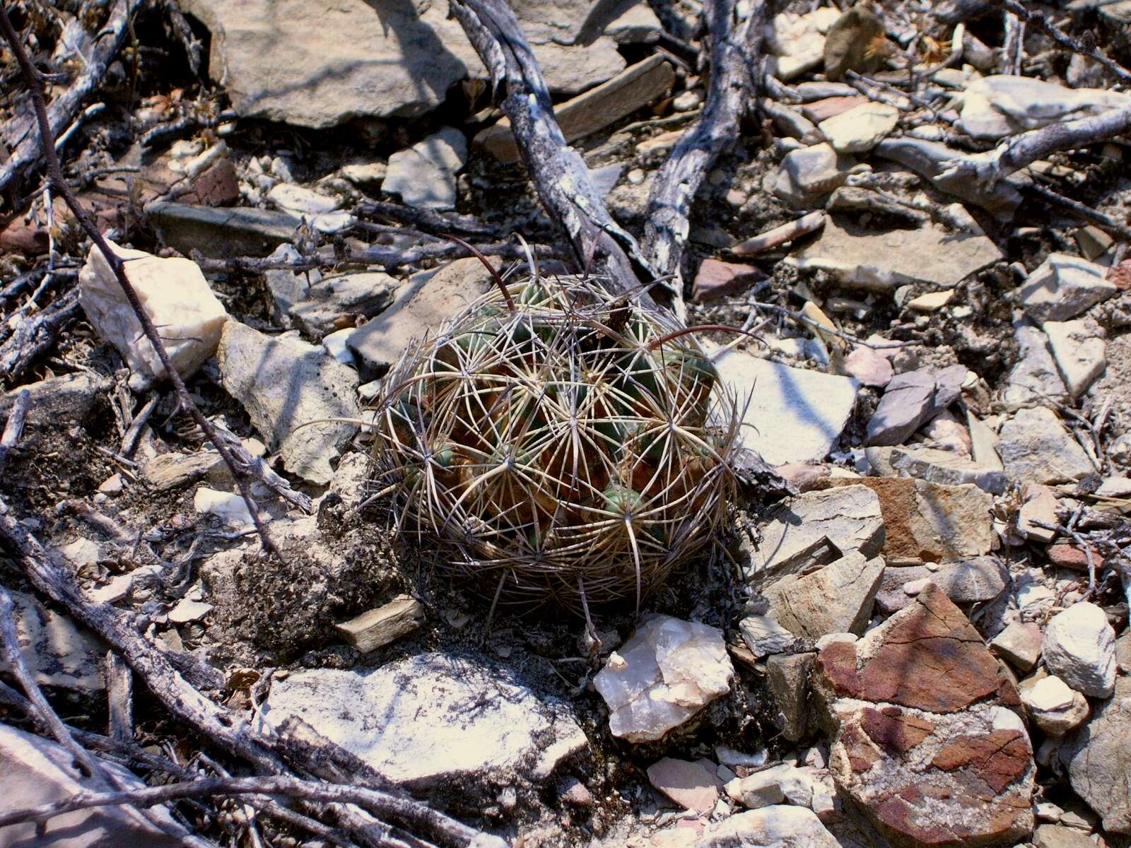 Image of Chihuahuan Foxtail Cactus