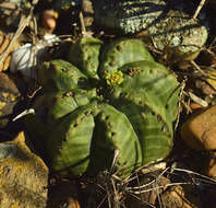 Слика од Euphorbia meloformis Aiton