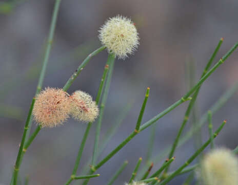 Image of Calligonum mongolicum Turcz.