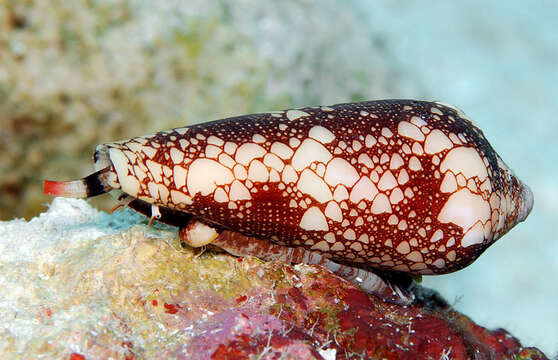 Image of Conus magnificus Reeve 1843