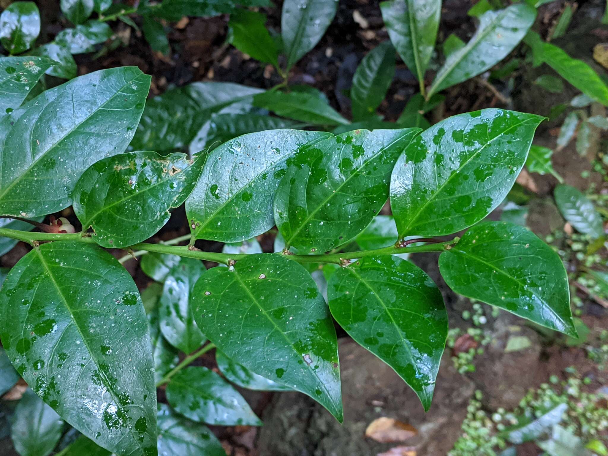 Image de Breynia macrantha (Hassk.) Chakrab. & N. P. Balakr.