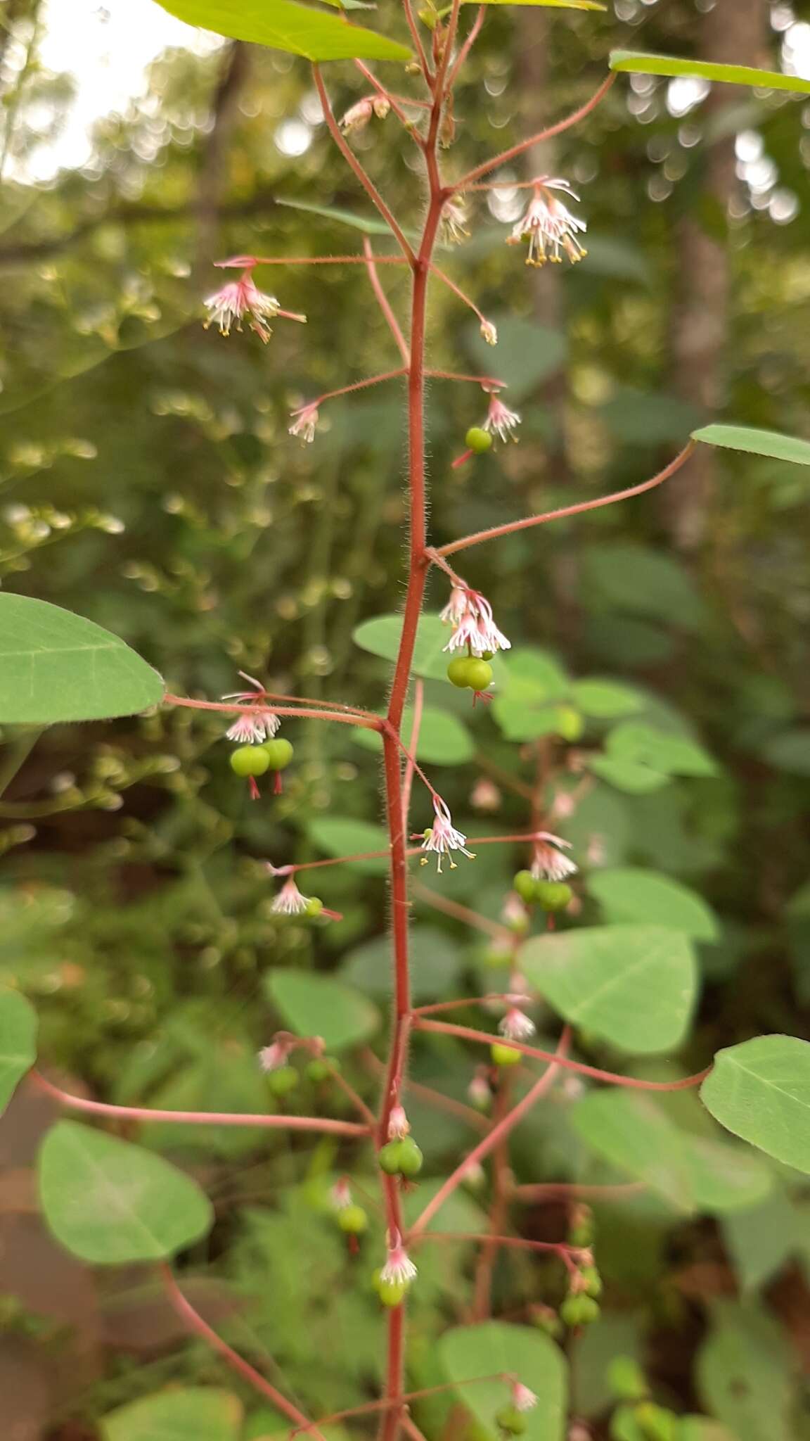 صورة Euphorbia eglandulosa V. W. Steinm.