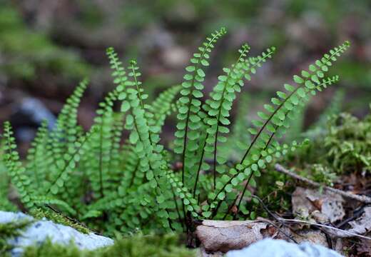 Plancia ëd Asplenium adulterinum Milde