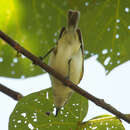 Image de Gerygone chloronota Gould 1843