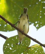 Image of Green-backed Gerygone
