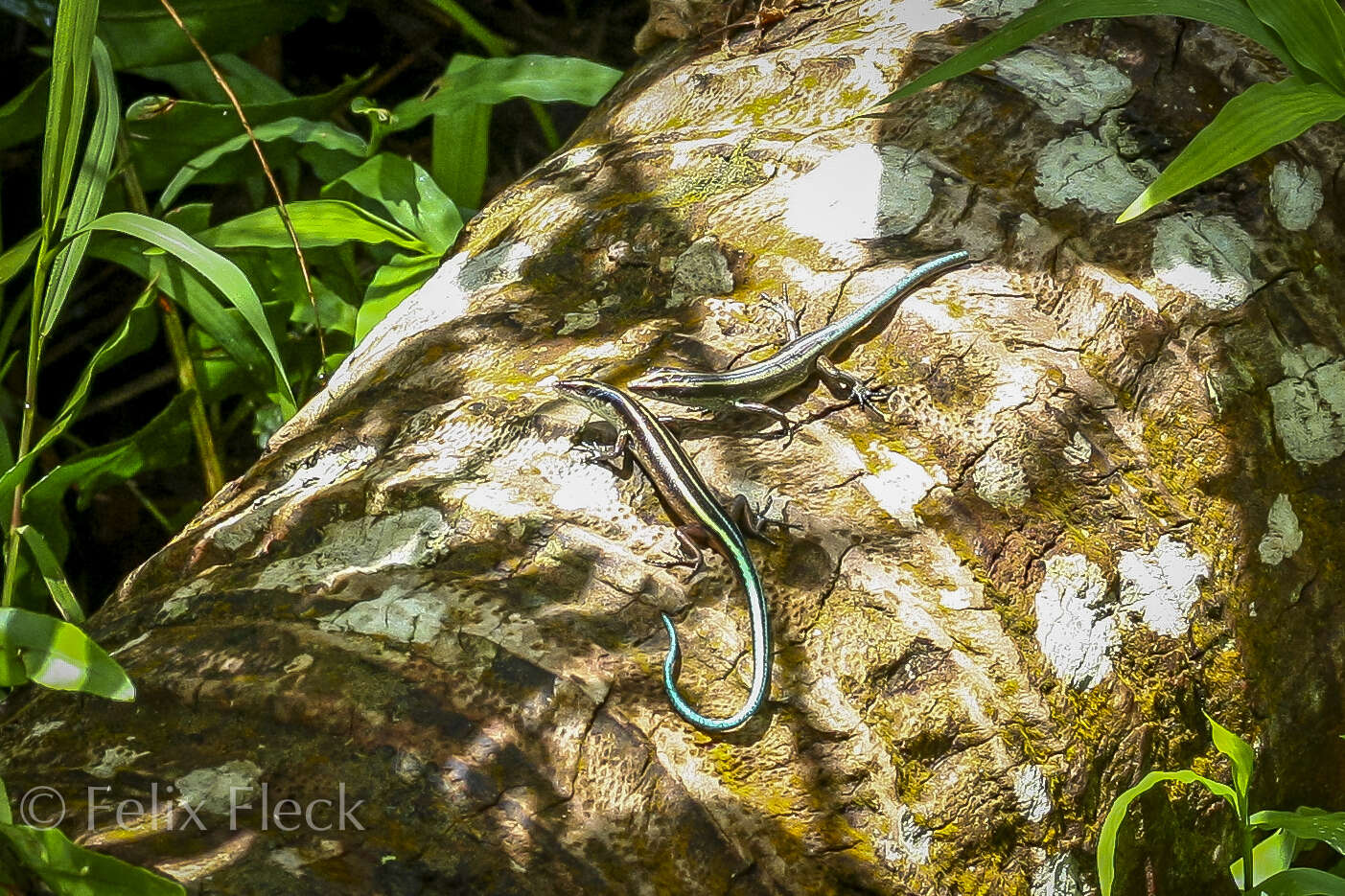 Image of Pacific Blue-Tail Skink