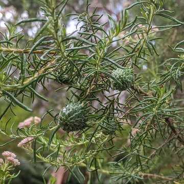 Cassinia aculeata (Labill.) R. Br. resmi