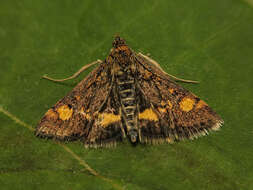 Image of Mint moth