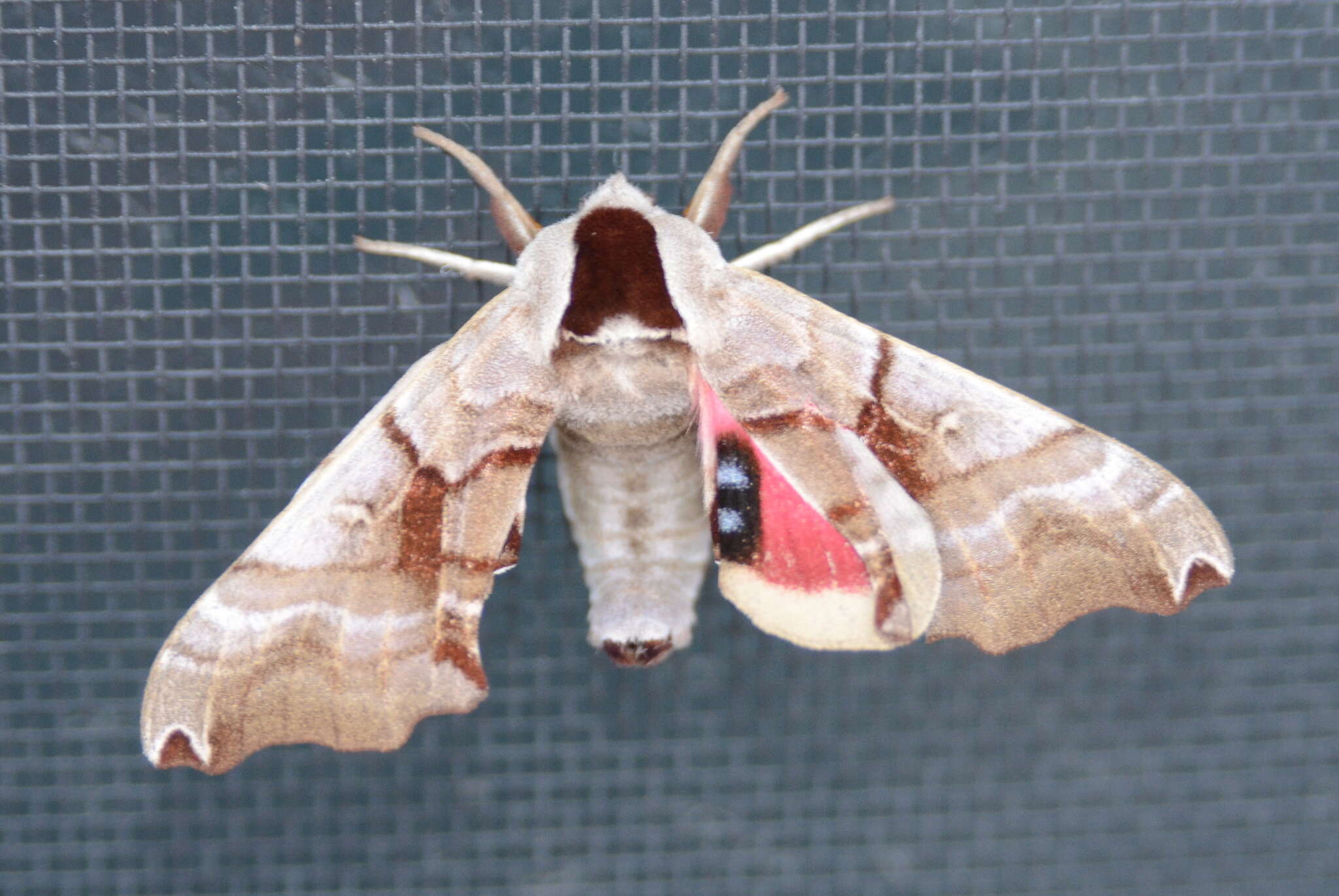 Image of Twin-spotted Sphinx