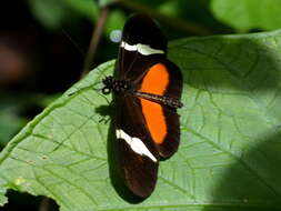 Image of Heliconius clysonymus montanus Salvin 1871