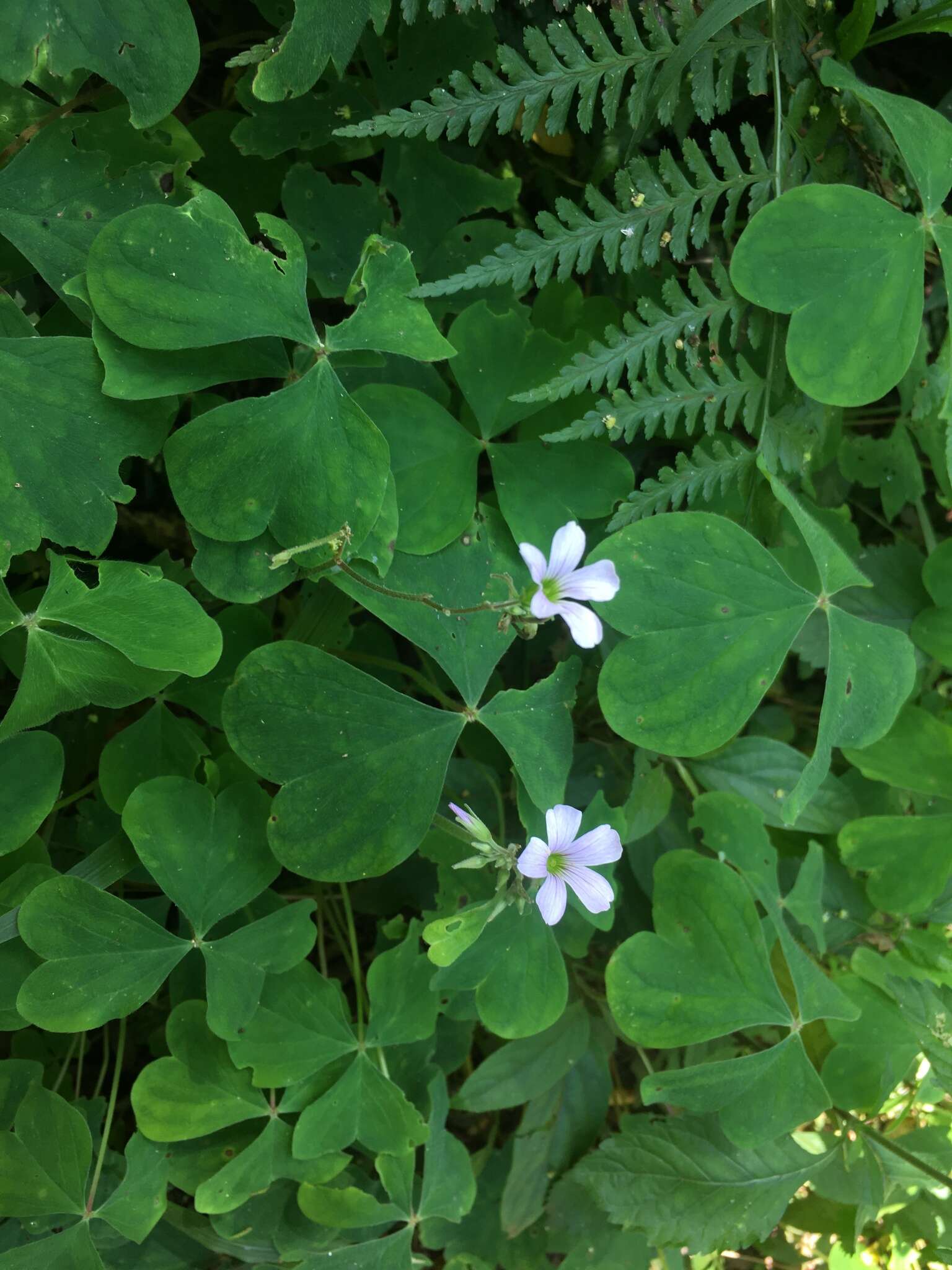 Sivun Oxalis linarantha A. Lourteig kuva