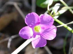 Sivun Oxalis drummondii A. Gray kuva