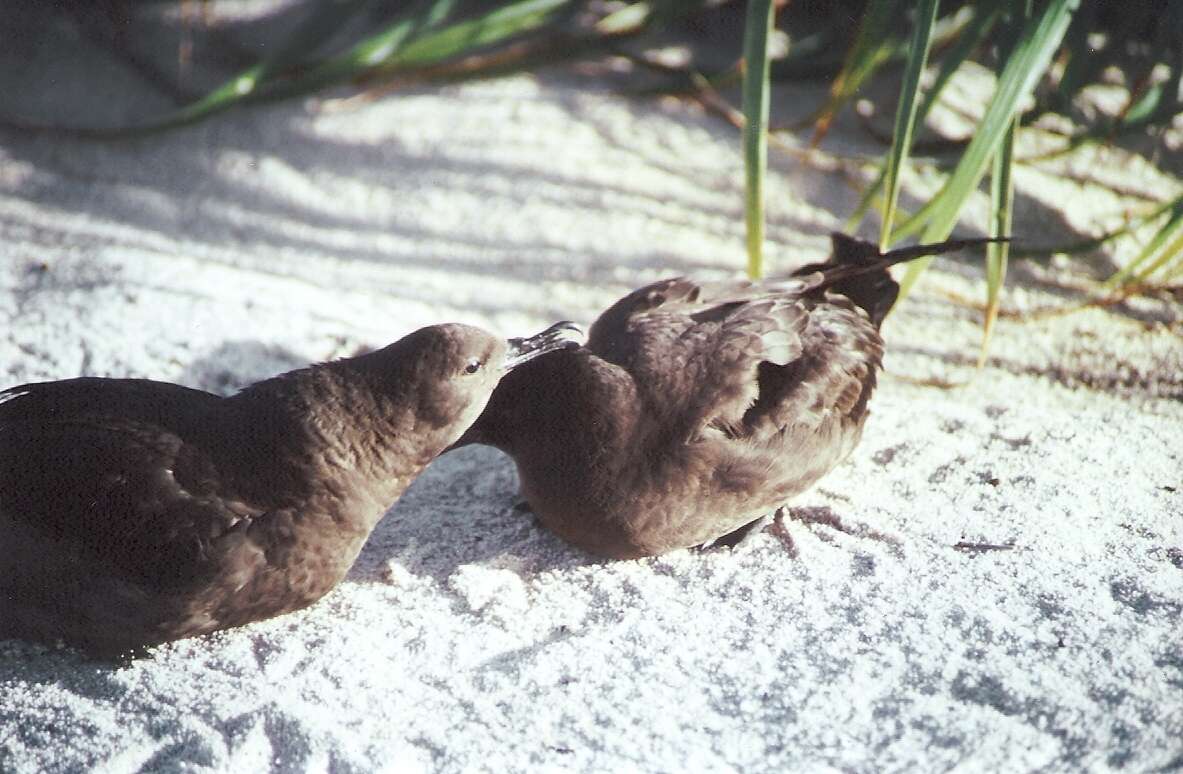 Image of Christmas Shearwater