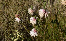 Image of Erica regia Bartl.