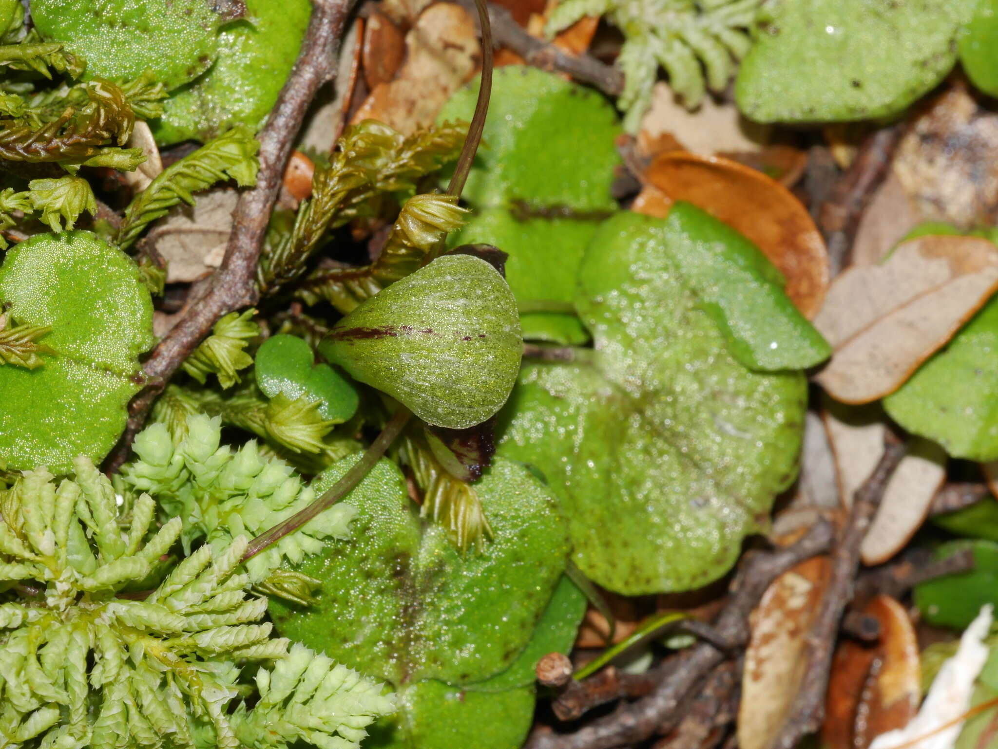 Image of Corybas vitreus Lehnebach