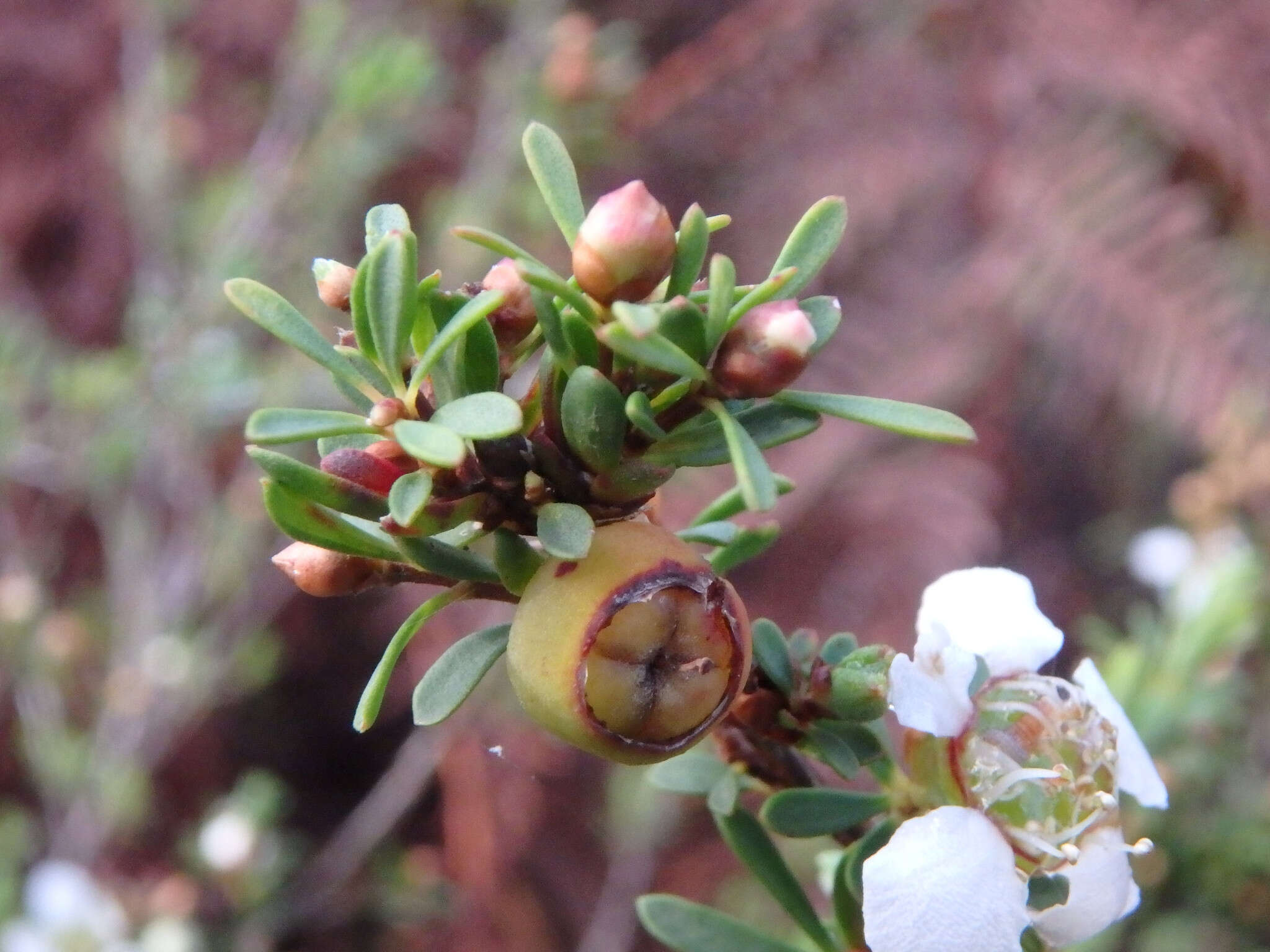 Sivun Leptospermum myrsinoides Schltdl. kuva